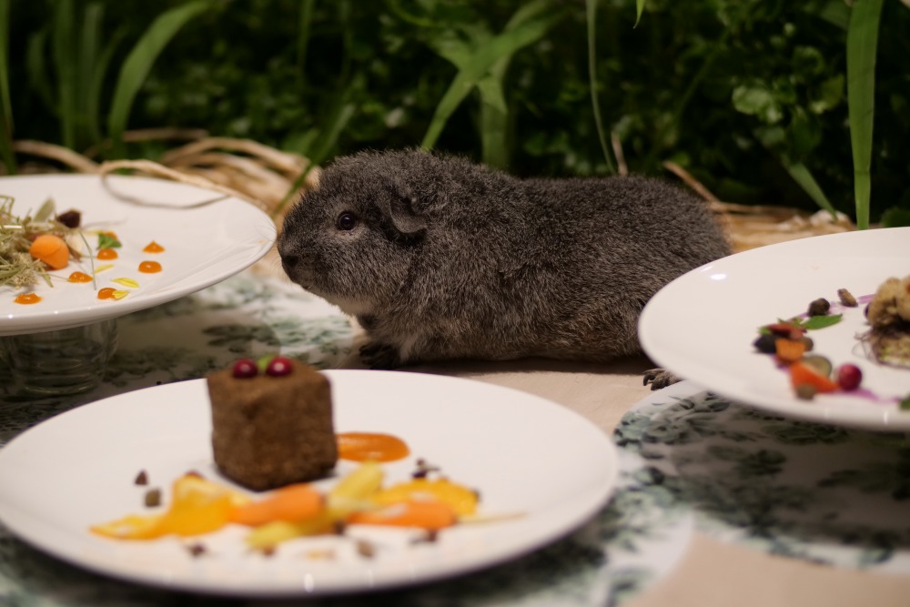 12.หนูแกสบี้ กับอาหารสุดฟิน