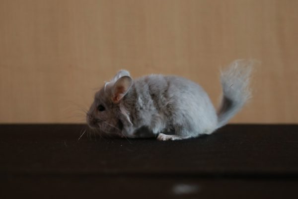 7.ชินชิล่า ตัวน้อยแต่ราคาแรง