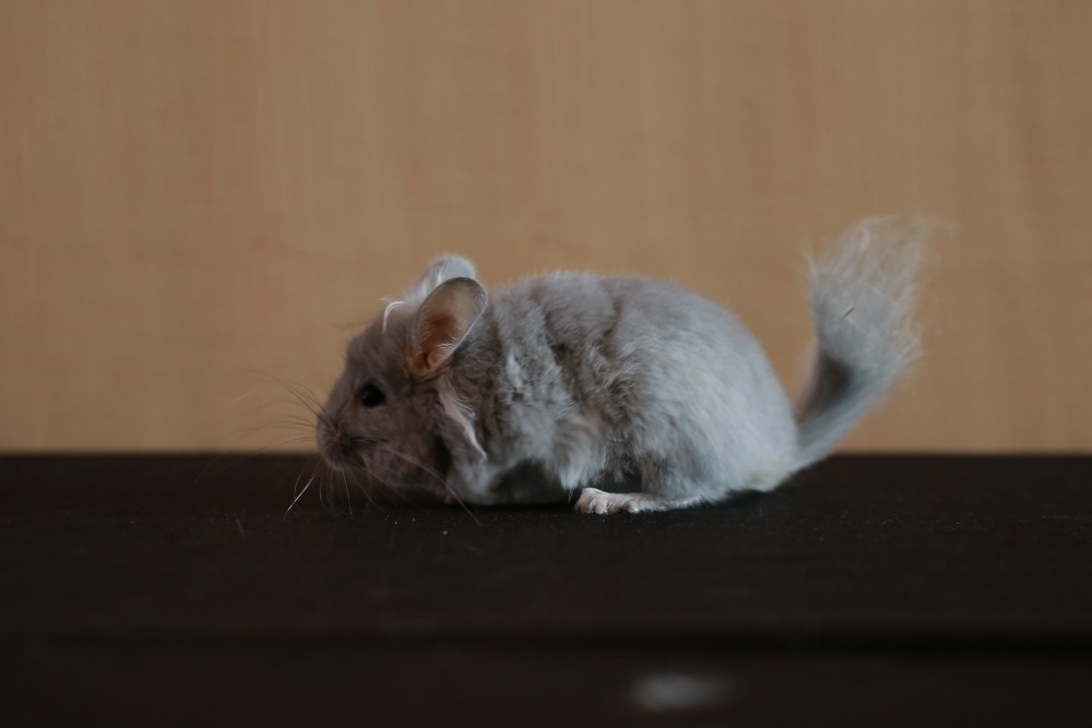 7.ชินชิล่า ตัวน้อยแต่ราคาแรง